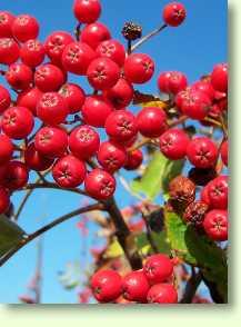 Eberesche / Sorbus aucuparia