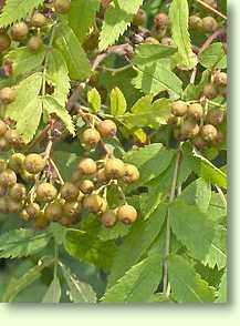 Eberesche / Sorbus aucuparia