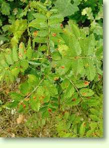 Eberesche / Sorbus aucuparia