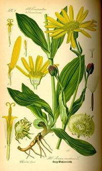 Arnica montana / Arnika