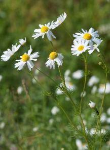 Kamille / Matricaria chamomilla