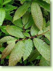 Edelkastanie / Castanea sativa