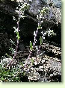 Edelraute / Artemisia genipi