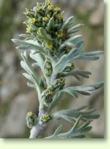 Edelraute / Artemisia genipi