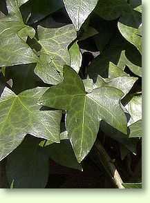 Hedera helix / Efeu