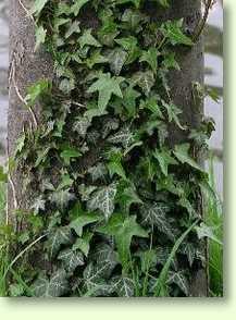 Hedera helix / Efeu