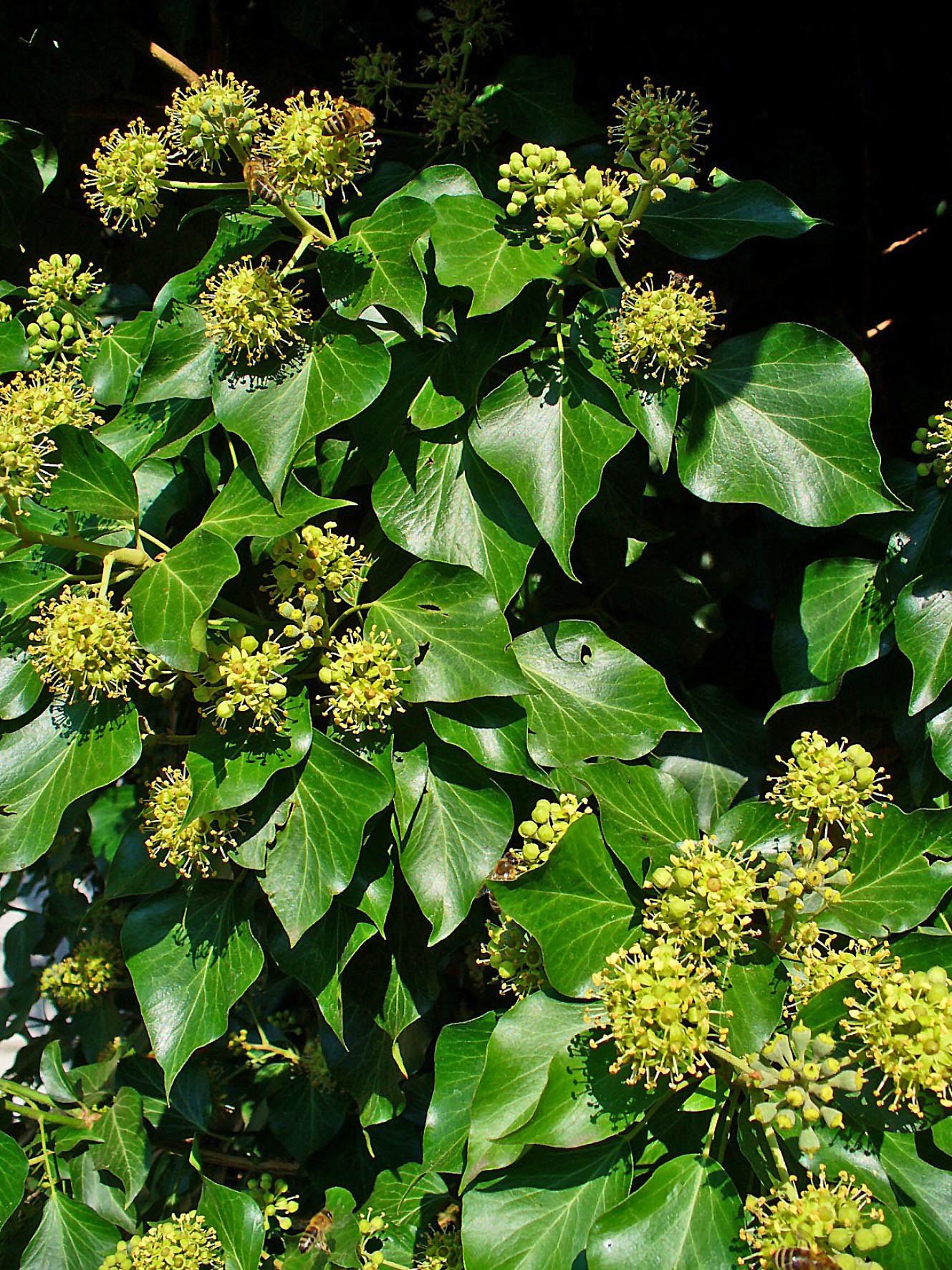 Hedera helix L.