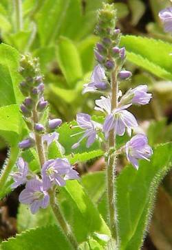 Veronica officinalis / Ehrenpreis