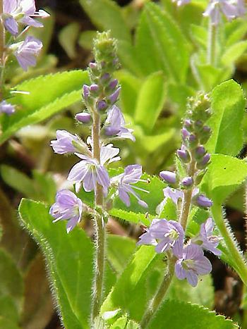 Veronica officinalis / Ehrenpreis