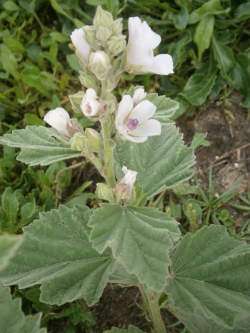 Echter Eibisch (Althaea officinalis) mit weißen, leicht rosa getönten Blüten und samtig behaarten, graugrünen Blättern