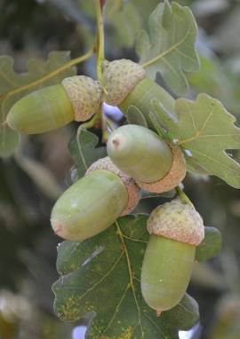Eiche Eiche, Quercus robur