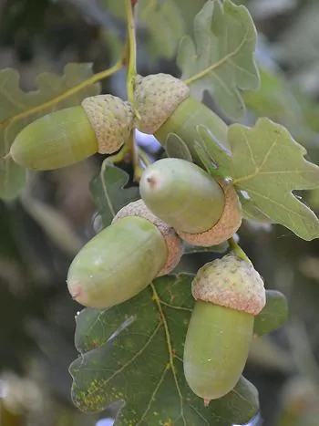 Zweig einer Eiche (Quercus robur) mit mehreren grünen, unreifen Eicheln in schuppigen Fruchtbechern zwischen rundgelappten Blättern