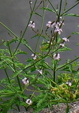 Eisenkraut Eisenkraut, Verbena officinalis