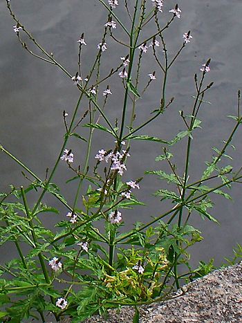 Eisenkraut, Verbena officinalis