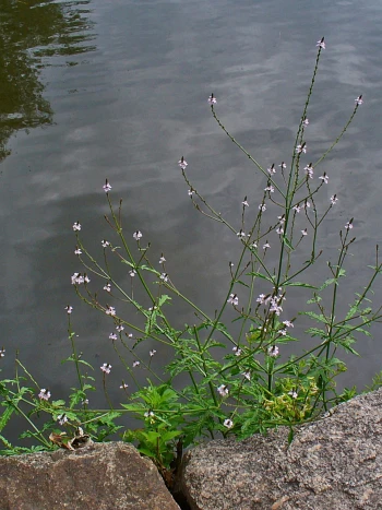 Eisenkraut (Verbena officinalis): dünne, steif aufrechte, verzweigte Stängel mit gelappten Blättern und kleinen hellvioletten Blüten in lockeren Ähren
