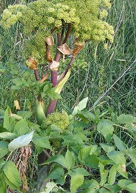 Engelwurz Engelwurz, Angelica archangelica