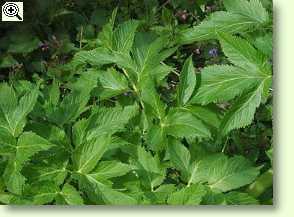 Echte Engelwurz, Angelica archangelica