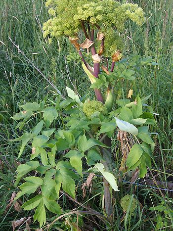 Engelwurz, Angelica archangelica