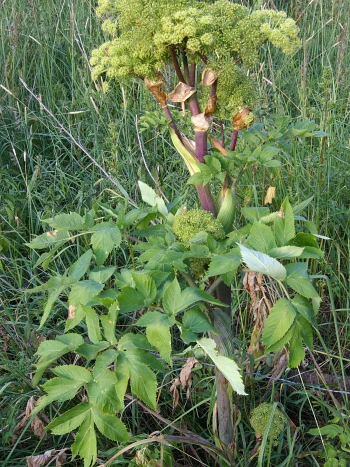 Engelwurz (Angelica archangelica): kräftige, rötliche Stängel mit gefiederten Blättern und großen, gelbgrünen Blütendolden