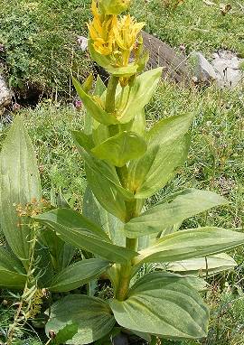 Gentiana lutea Gelber Enzian, Gentiana lutea