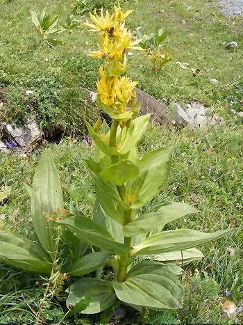 Blühender Gelber Enzian (Gentiana lutea) auf einer Alpenwiese mit gelben, sternförmigen Blüten in Etagen um den Stängel und großen, gegenständigen, längsnervigen Blättern