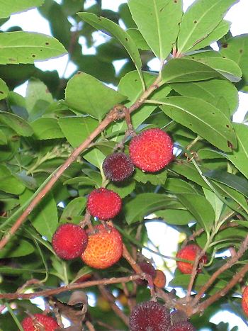 Erdbeerbaum Erdbeerbaum