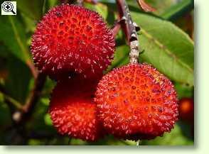 Erdbeerbaum, Früchte