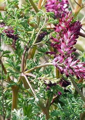 Erdrauch Erdrauch, Fumaria officinalis