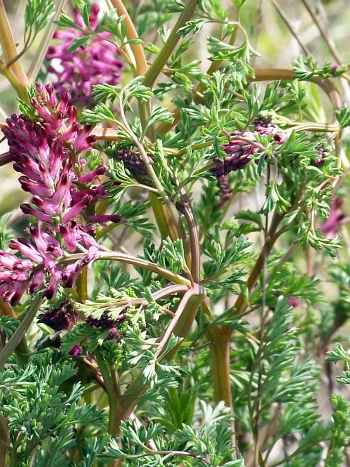 Gemeiner Erdrauch (Fumaria officinalis): Trauben kleiner purpurroter Blüten über fein zerteilten, graugrünen Blättern