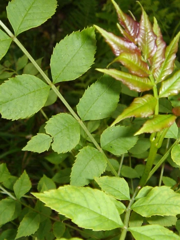 Esche (Fraxinus excelsior): unpaarig gefiederte Blätter mit gesägten Fiederblättchen und rötlich austreibenden jungen Blättern