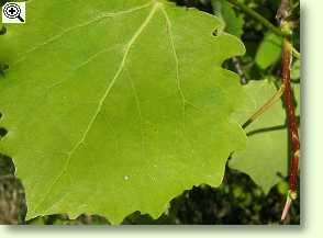 Espenblätter (Populus tremula)