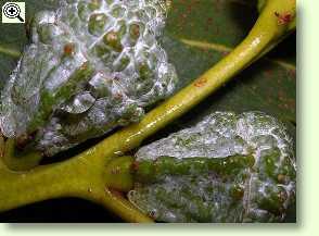 Eucalyptus globulus (Frucht)