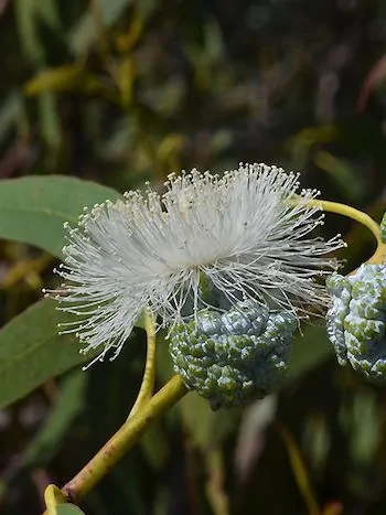 Blauer Eukalyptus (Eucalyptus globulus): weiße, federbuschartige Blüte mit vielen Staubblättern neben warzigen, blaugrünen Knospen