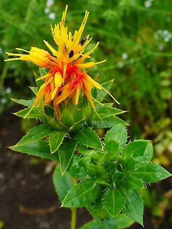 Färbersaflor (Carthamus tinctorius): gelb-orange Blütenkopf über distelartigen, stachelig gezähnten Blättern