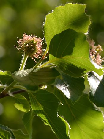 Rotbuche, Fagus sylvatica