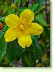 falscher Jasmin / Gelsemium sempervirens