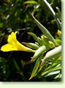 falscher Jasmin / Gelsemium sempervirens