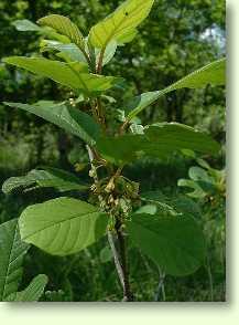 Faulbaum / Frangula alnus