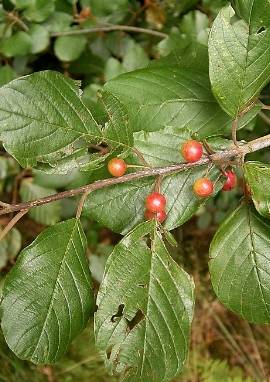 Faulbaum Faulbaum, Rhamnus frangula