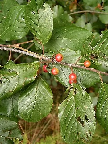 Faulbaum (Frangula alnus): Zweig mit länglich-eiförmigen, glattrandigen Blättern und roten, unreifen Steinfrüchten