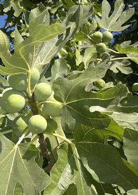 Feigenbaum Feigenbaum, Ficus carica