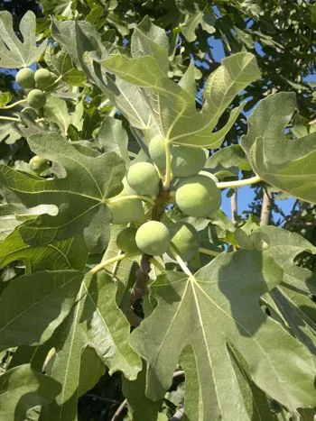 Feigenbaum (Ficus carica): große, gelappte Blätter und grüne, unreife Feigen an einem Zweig vor blauem Himmel