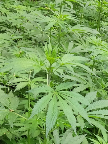 Hanffeld mit grünen Nutzhanfpflanzen in voller Blüte