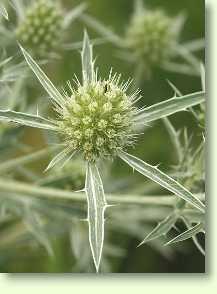 Feldmannstreu / Eryngium campestre