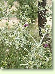 Feldmannstreu / Eryngium campestre