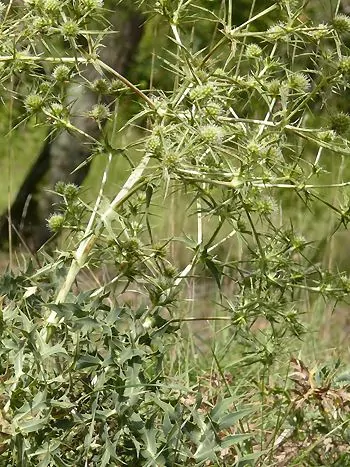 Feld-Mannstreu (Eryngium campestre): sparrig verzweigte, weißlich-grüne Stängel mit dornig gezähnten Blättern und kleinen kugeligen Blütenköpfen