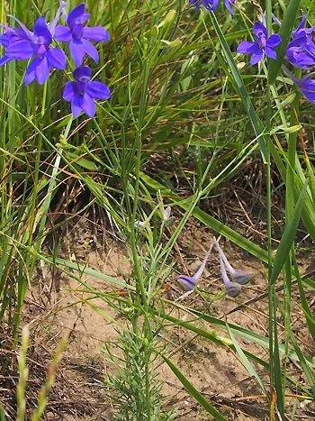 Gewöhnlicher Feldrittersporn (Consolida regalis): blauviolette, gespornte Blüten an dünnen Stängeln mit fein zerteilten Blättern im Gras