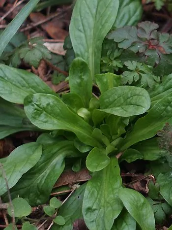 Gewöhnlicher Feldsalat (Valerianella locusta): Rosette mit spatelförmigen, glänzend grünen Blättern auf Waldboden