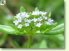 Feldsalat, Blüten