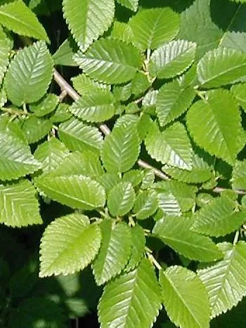 Feldulme (Ulmus minor): Zweig mit wechselständigen, eiförmigen, gesägten Blättern mit ungleichem Blattgrund
